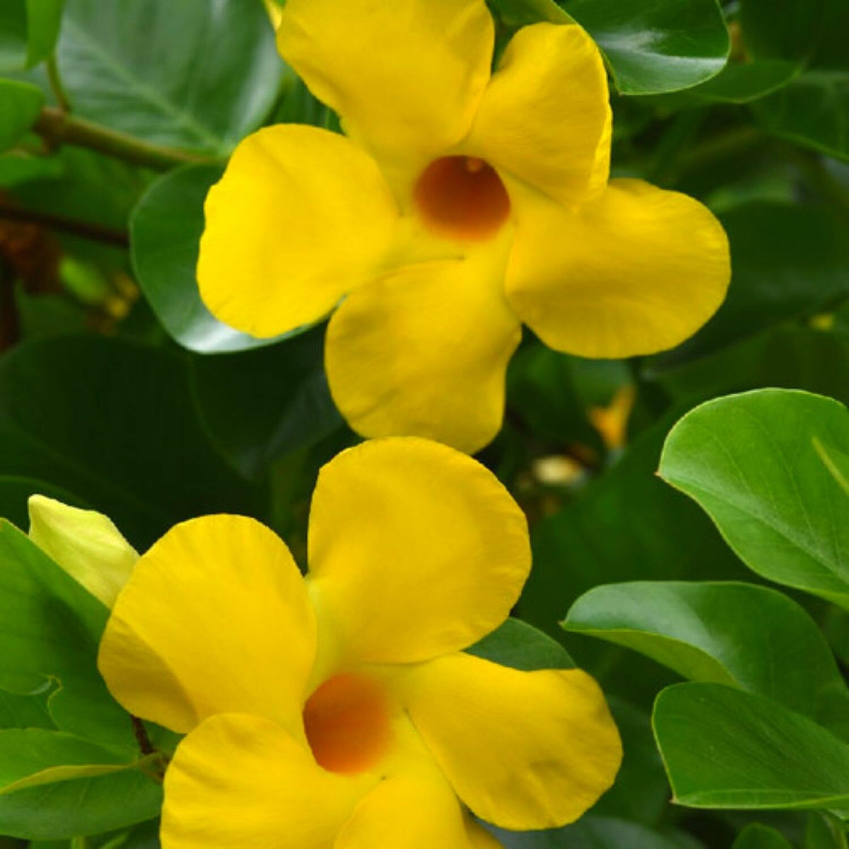 2 Mandevilla Plants Live, 4 to 6 Inc Tall, Yellow Mandevilla Vine Plant Mandevilla Flowers