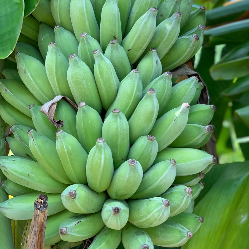 Sweet Banana Plant Live for Planting, Banana Trees Live Plants for Outdoor Indoor Planting, Cold Hardy, 4-7" in Tall, No Pot, Musa Plant