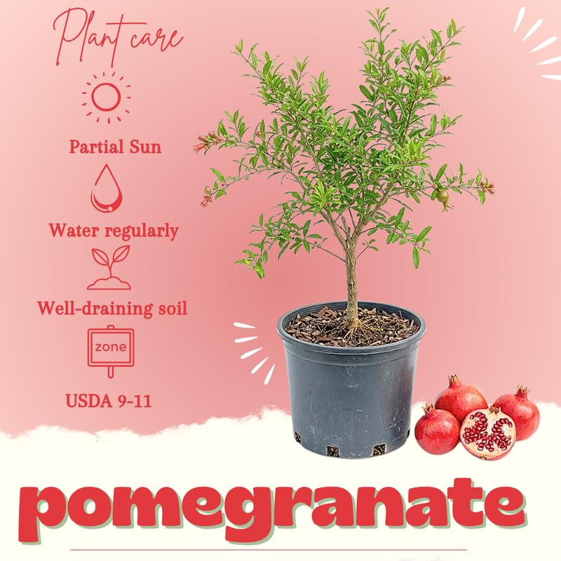 Live Pomegranate Tree Plant, Sweet Pomegranate Fruit Tree, 2-3 Feet Tall in 3 Gallon for Outdoor Planting, No Ship to CA