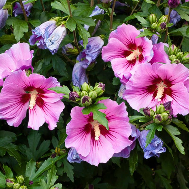 Althea Rose of Sharon Live Plant, Hardy Hibiscus Flowering Shrub 6-12 Inch Tall, Vibrant Althea Blooms for Outdoor Garden