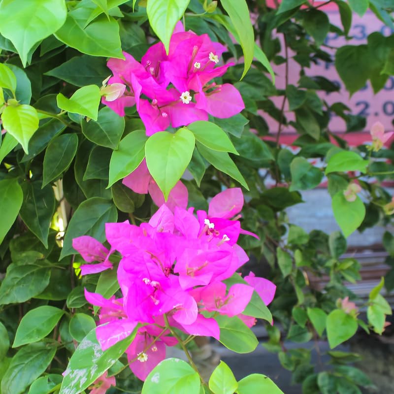 Set 2 Pink Bougainvillea Plants, 5-8" Tropical Bougainvillea Plant Starter, Colorful Perennial Blooms, Live Well Rooted Plant