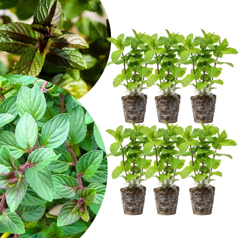 Pack 6 Chocolate Mint Plants Live, Culinary Herb Plants, 4-6 Inch Tall, No Pot, Mint Live Well-Rooted