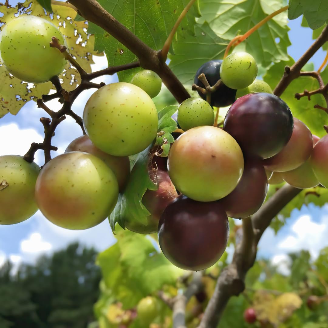 Hardy Sweet Muscadine Grape Vine Plant, Outdoor Climbing Fruit Vine in 1 Gallon Pot, Sweet Edible Fruit Vine for Trellis and Landscape Growing