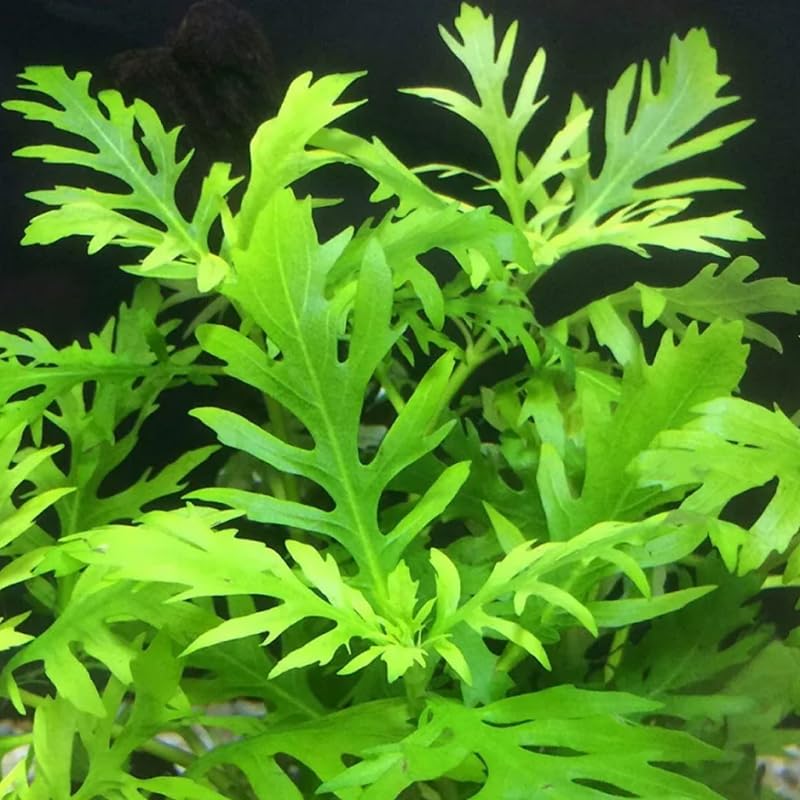 5-7 Water Wisteria Aquarium Live Plant Stems, Water Wisteria Live Aquatic Plants for Freshwater Aquarium, Live Aquarium Plants Freshwater Bundle