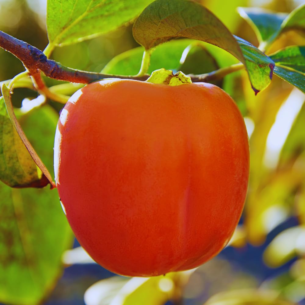 Persimmon Tree Live Plant, Sweet Persimmon Plant Live, 1 Feet Tall