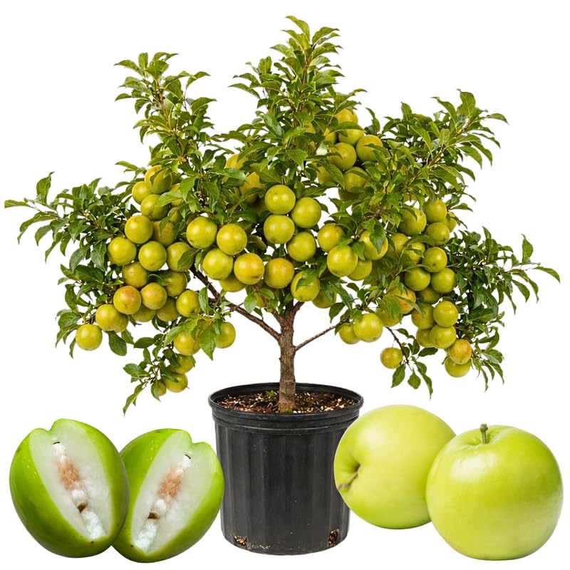 Thai Jujube Fruit Tree Plant, Sweet Fruit Tree, 1 Feet Tall in 3 Gallon Pot, Ready to Grow, No Ship to CA