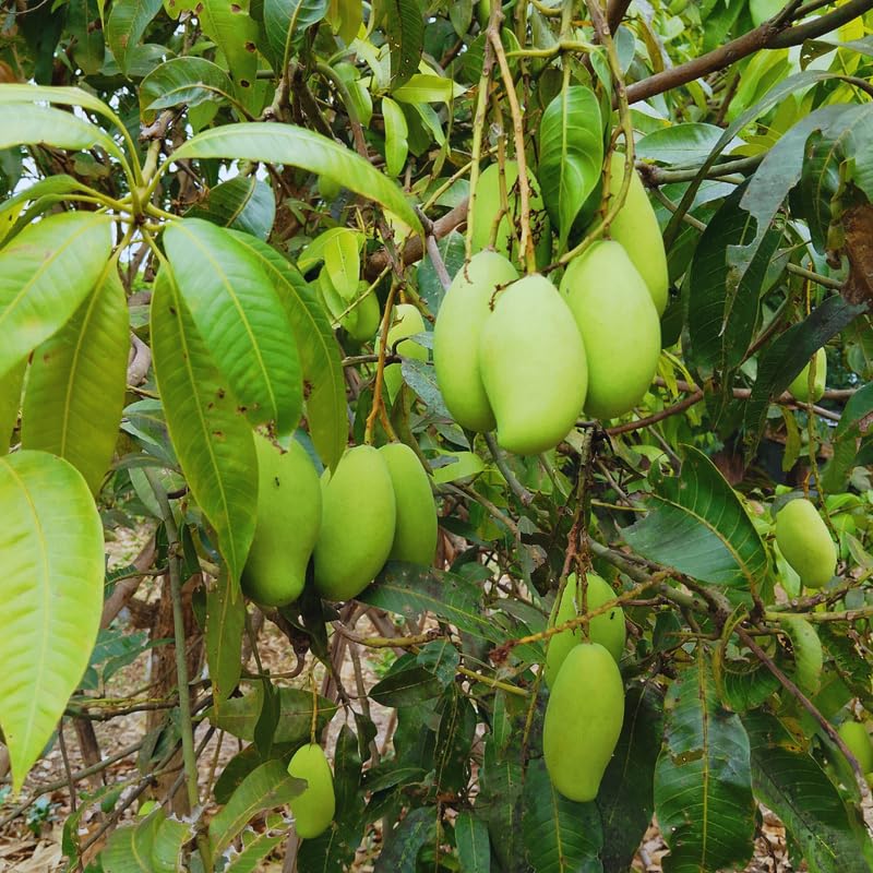 Green Mango Tree Live Plant, Grafted Mango Fruit Plant Live, Sweet Tropical Fruit Tree Gardening, 2–3 Feet Tall, 3 Gallon Pot, No Ship to CA