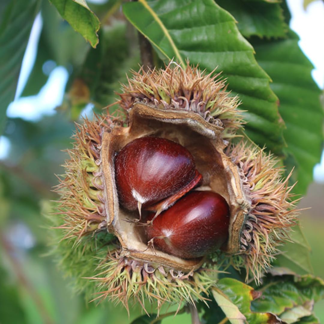 1-2 Ft Chestnut Tree Live Plant, 1 Year Old Fast Growing Nut Tree, Well-Rooted Seedling, No Pot, Dormant in Winter