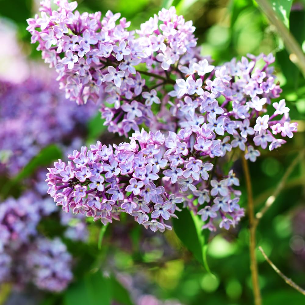 Purple Lilac Tree Live Plant, Lilac Bushes Live Plant, 4 Inc Potted, Dormant in Winter