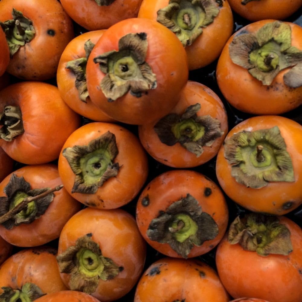 Sweet Persimmon Tree Live Plant 3-4 Feet Tall, Persimmon Fruit Plants Live 3 Gallon Pot, Well Rooted Perennial Fruit Tree, No Ship to CA