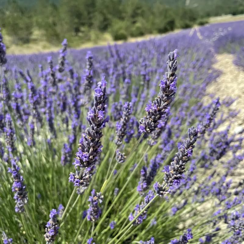 Pack 4 Provence Lavender Plants Live, 4–8" Tall, Fragrant Lavender Flower Lavandula Perennial Well-Rooted, No Pot