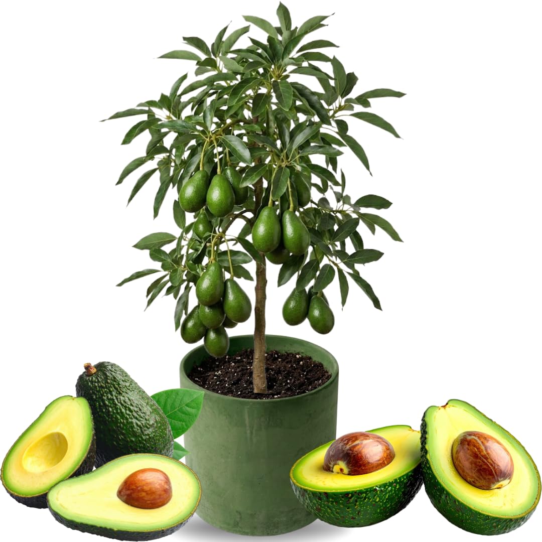 3 Gallon Big Avocado Tree Live Plant, 1-2 Ft Well Rooted, Ready to Bear Fruit, 2 Years Old Live Avocado Tree Plant Grafted (Dwarf Super HASS)