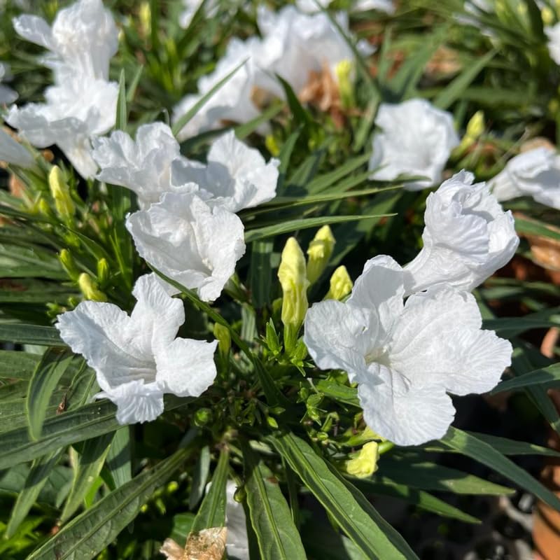 6 Mexican Petunia Plants Live, 4-7 Inches Tall, Hardy Perennial Flowers