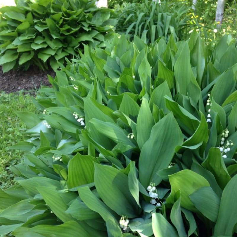 5 Lily of The Valley Bulbs for Planting, White Lily Bulbs Roots, Perennial Flower Bulb