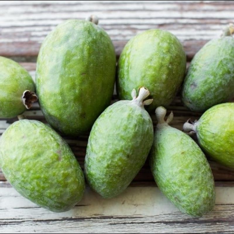 Pineapple Guava Tree, Sweet Guavas Tropical Fruit Tree 20-24 Inches Tall in 1 Gallon Pot for Outdoor Gardening, No Ship to CA
