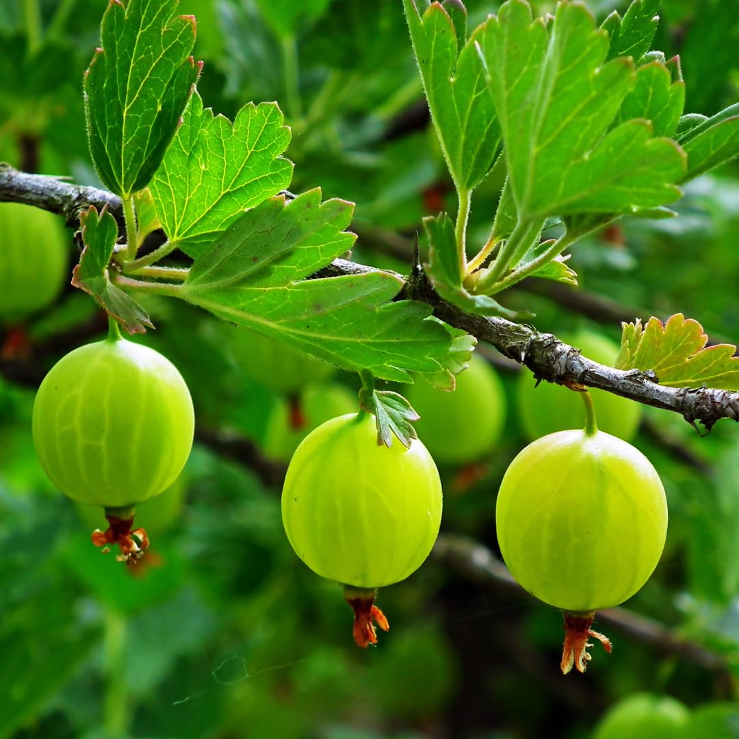 Gooseberry Bush Live Plant, Cold Hardy Berry Bush, 5-7 Inch Tall