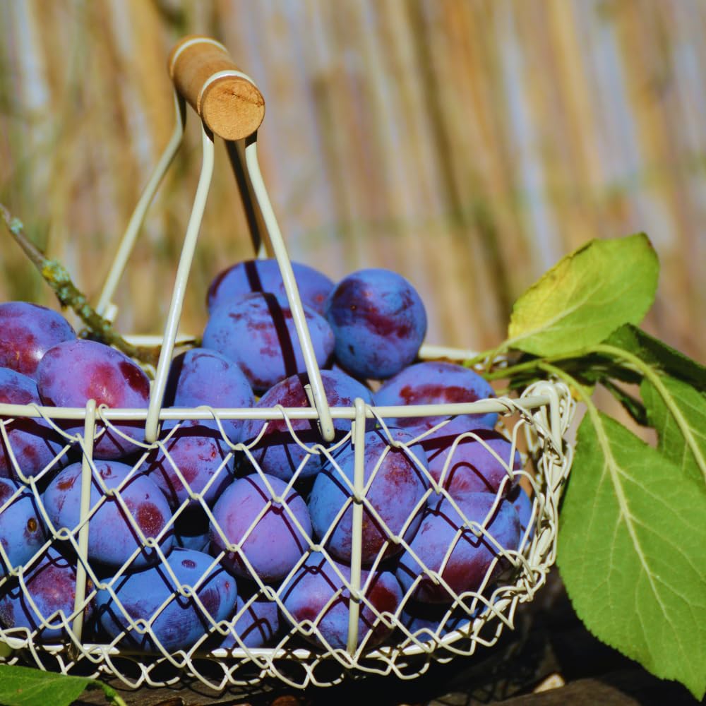 Santa Rosa Plum Tree Live Plant, 3 Feet Tall, Sweet Plum Fruit Plant Live for Home Garden, 3 Gallon Pot, No Ship to CA