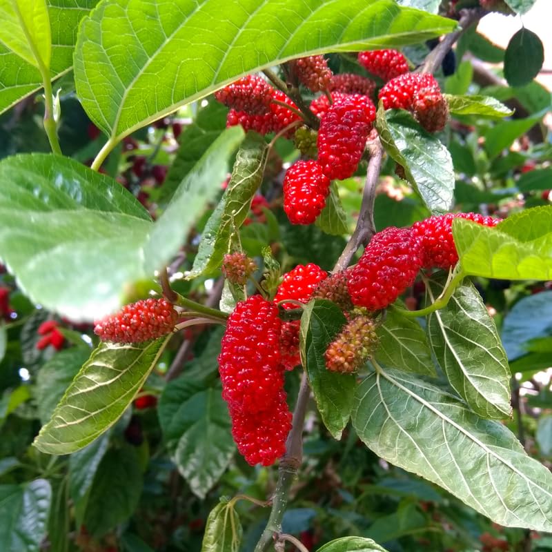 Red Mulberry Tree, 4-8 Inch Hardy Mulberry Tree Live Plant, Sweet Berry Mulberries Fruit Tree Bush Plants for Planting Home Garden, Well Rooted