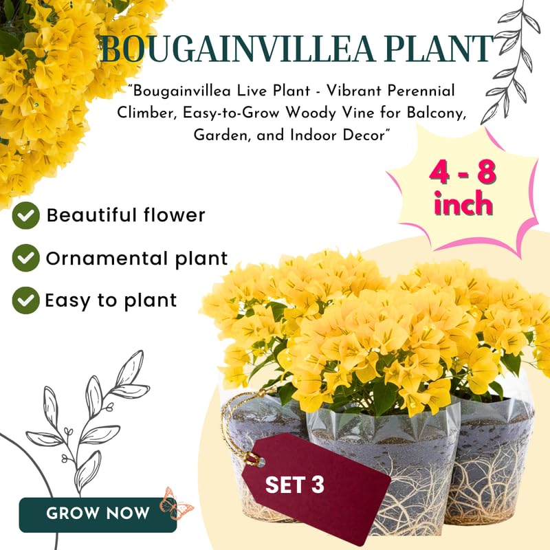 3 Gold Bougainvillea Plants Live, 4-8” Tall Well-Rooted Bougainvillea Vine Flower Plants, Tropical Climbing Plants, No Pot
