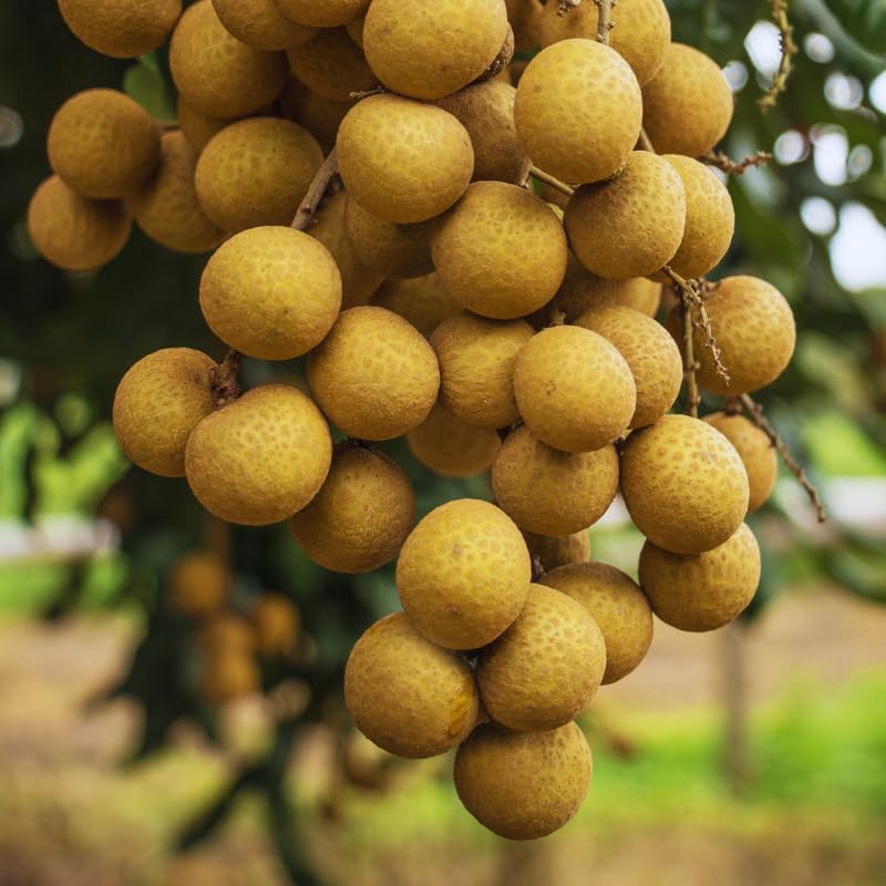 Longan Seeds for Planting Indoor, 40 Seeds, Sweet Fruit Seeds, 40 Seeds