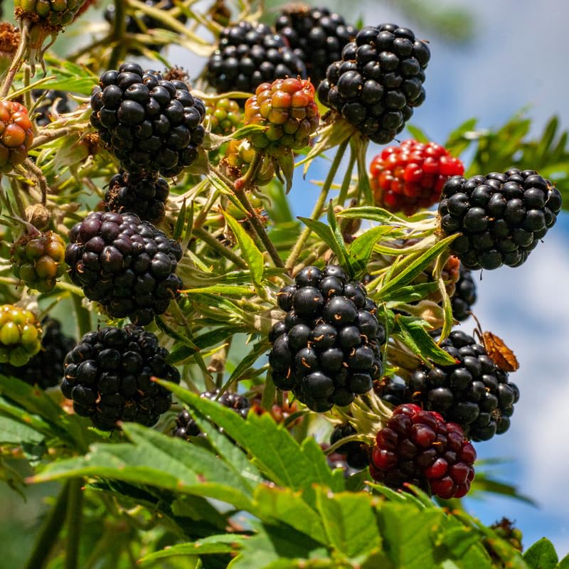 Pack 2 BlackBerry Plants Live, 4-8 Inch Tall, Von Blackberries Fully Rooted High Yield Berry Plants for Outdoor Planting