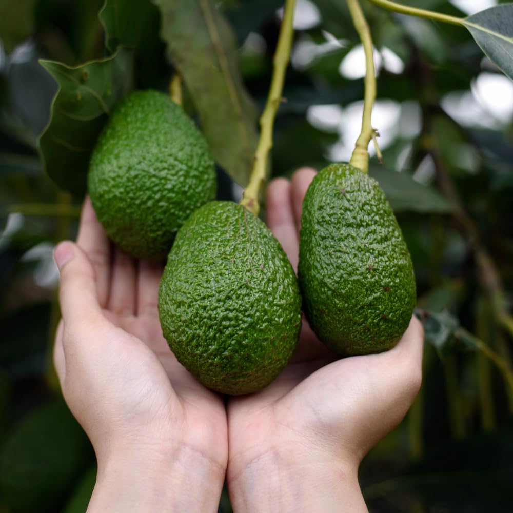 Super HASS Avocado Tree, Avocado Trees Live Plants in 3 Gallon Pot, Fruit Bearing Plant for Outdoor Garden, 1-2 Feet Tall, No CA