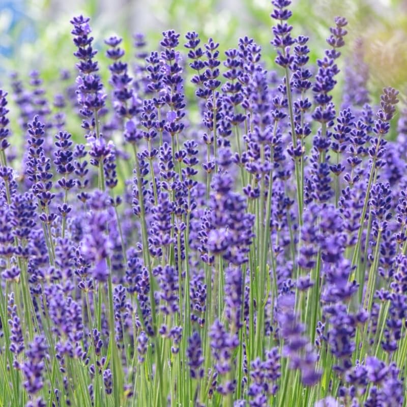 Set 2 Very Fragrant Lavender Plants Live, Fragrant Lavender Herb Plant for Border and Container Growing, Perennial Lavenders Plugs 3-5'' Tall