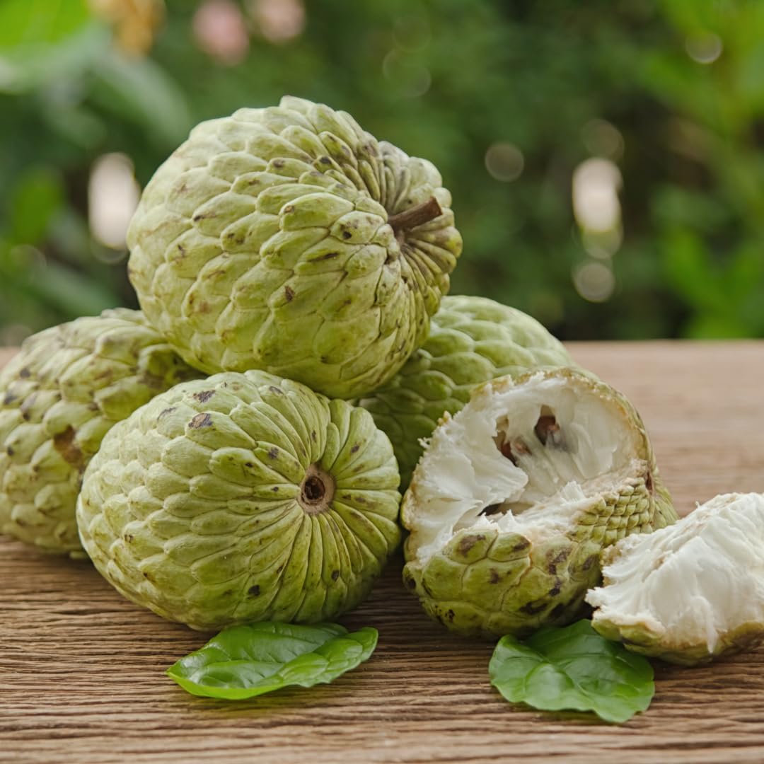 Sugar Apple Tree Plant, Annona Squamosa Sugar Apple Tree in 1 Gallon Pot, Ready to Grow, No Ship to CA