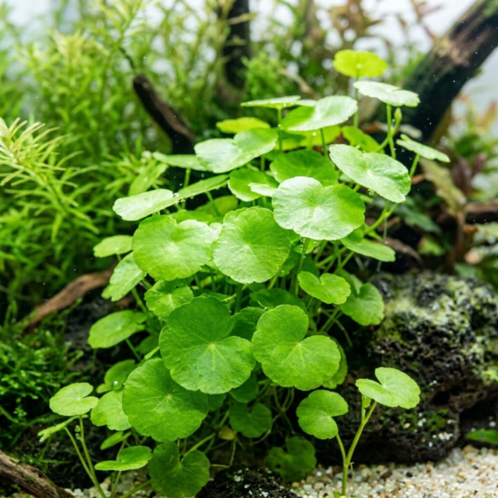 Pennywort Plant, Aquatic Plants, Aquascaping Green Foliage Selection