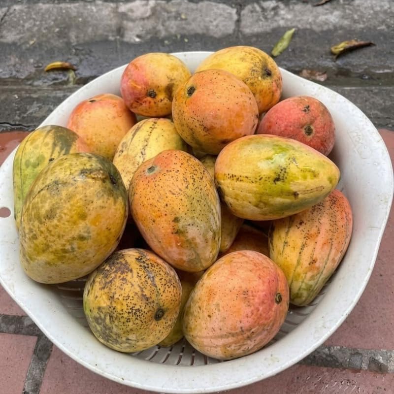 Red Yellow Tree Plant 2-3ft Tall in 3 Gallon Pot for Outdoor Planting, Mango Plant Live, High Yield Tropical Fruit Tree, No Ship to CA
