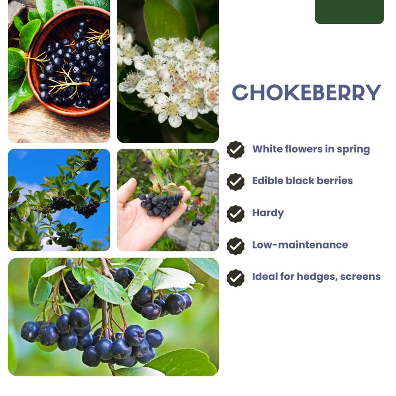 Chokeberry Tree Live Plant 1.5-2 Ft, Black Aronia Berry Plant, Edible Berry Trees for Planting, Winter Dorrmant