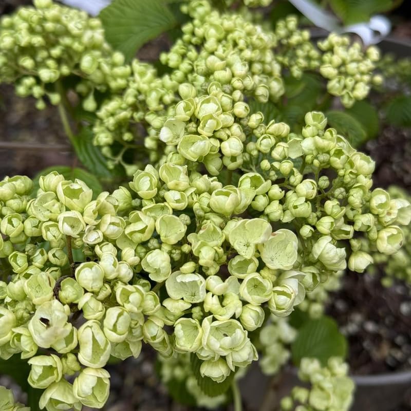Fragrant Viburnum Tree Live Plant Shrub in Pot, Fragrant Flower, Dormant in Winter, 6-12" in Tall, Bare Root to CA, Bush Shrub Spring Blooms