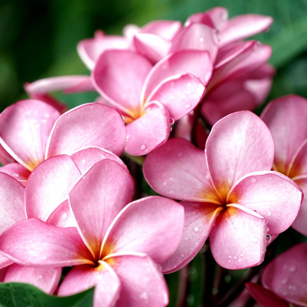 Set of 2 Plumeria Cuttings, Frangipani Plant, 12 Inch Live Cutting, Tropical Fragrant Blooms, Plumeria Frangipani Cuttings for Outdoor Growing (Pink)