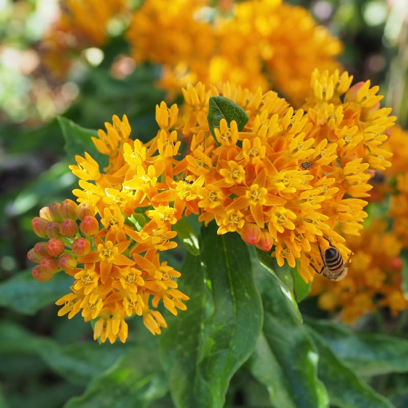 Set 2 Yellow Milkweed Plants Live, 5-8" Tall Perennial Butterfly Milkweed Plants, Well Rooted, Asclepias Tuberosa Live Plant