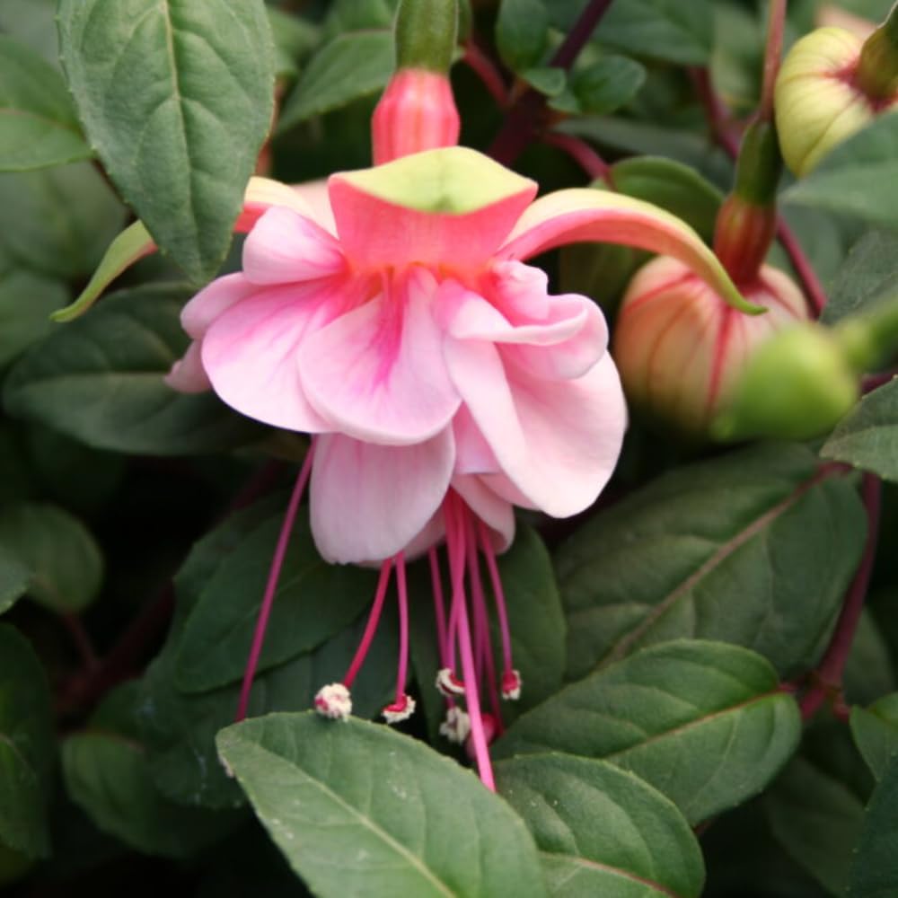 Fuchsia Plant Live, Fuchsia Flower Plant, Indoor Outdoor Garden Planting, 4 to 6 Inches
