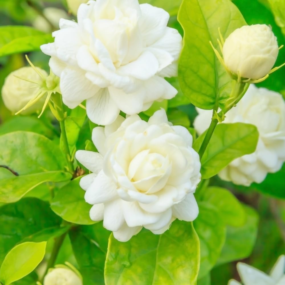 Duke Jasmine Plant Live, Fragrant Flowering Jasmine Plant Indoor Live in 3 Gallon Pot, 2 Feet Height, White Flower Blooms for Landscaping, No Ship to CA