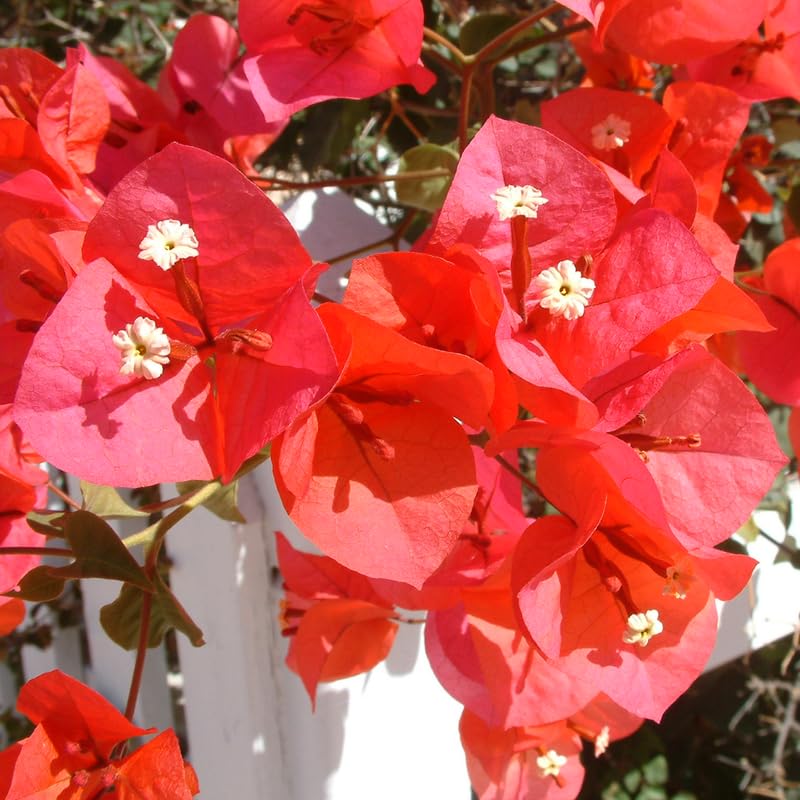 3 Magenta Red Bougainvillea Plants Live, 4-8” Tall Flowering Bougainvillea Vines, Tropical Climbing Plants for Garden or Containers, No Pot