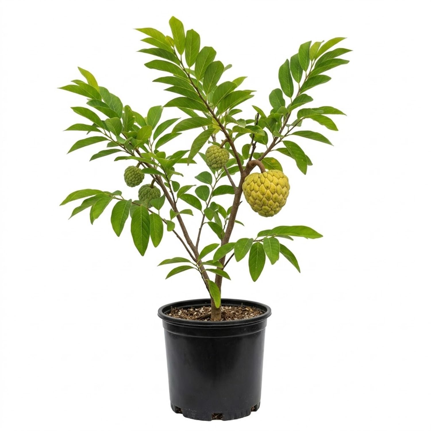 Creamy Sugar Apple Tree Live Plant in Gal Pot, Annona Squamosa Fruit Tree Outdoor Planting 24-30'' Tall, No Ship CA