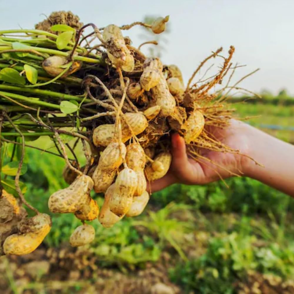 40 Jumbo Virginia Peanut for Outdoor Planting, Perfect for High-Yielding Peanuts Home Garden and Outdoor Growing