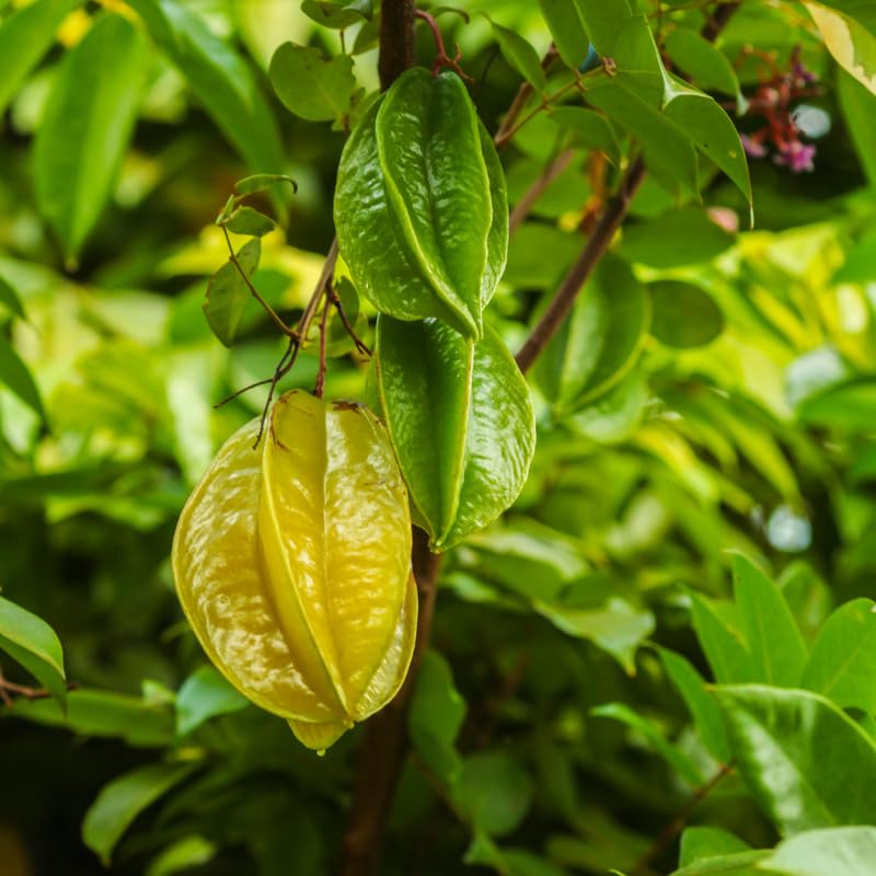 Starfruit Grafted Tree Live Plant, 2 to 3 Feet Tall, Large Star Fruit Carambola Plant in 3 Gallon Pot for Landscaping or Gardening, No Ship to CA