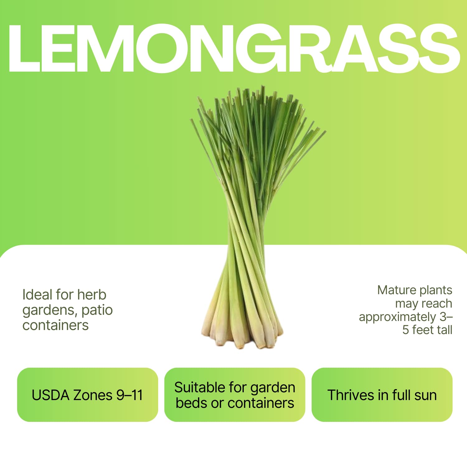 8 Lemongrass Plants Live, Perennial Lemon Grass Live Plant Outdoor Garden, Well-Rooted, 4-6 Inches Tall