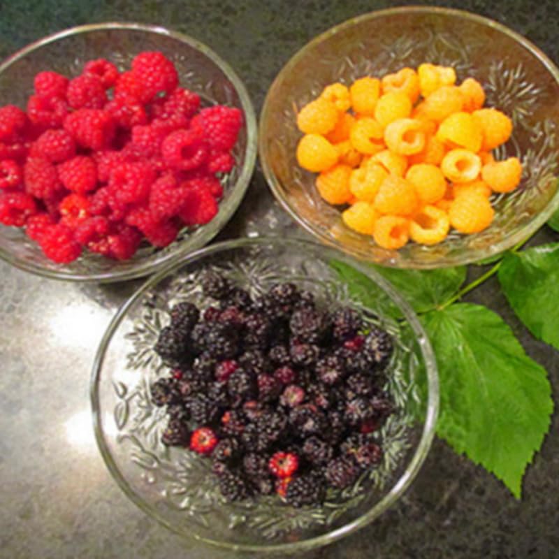2 Raspberry Plants Live, Random Raspberry Bush for Planting, 4-7" in Tall, Spring Raspberries Cold Hardy