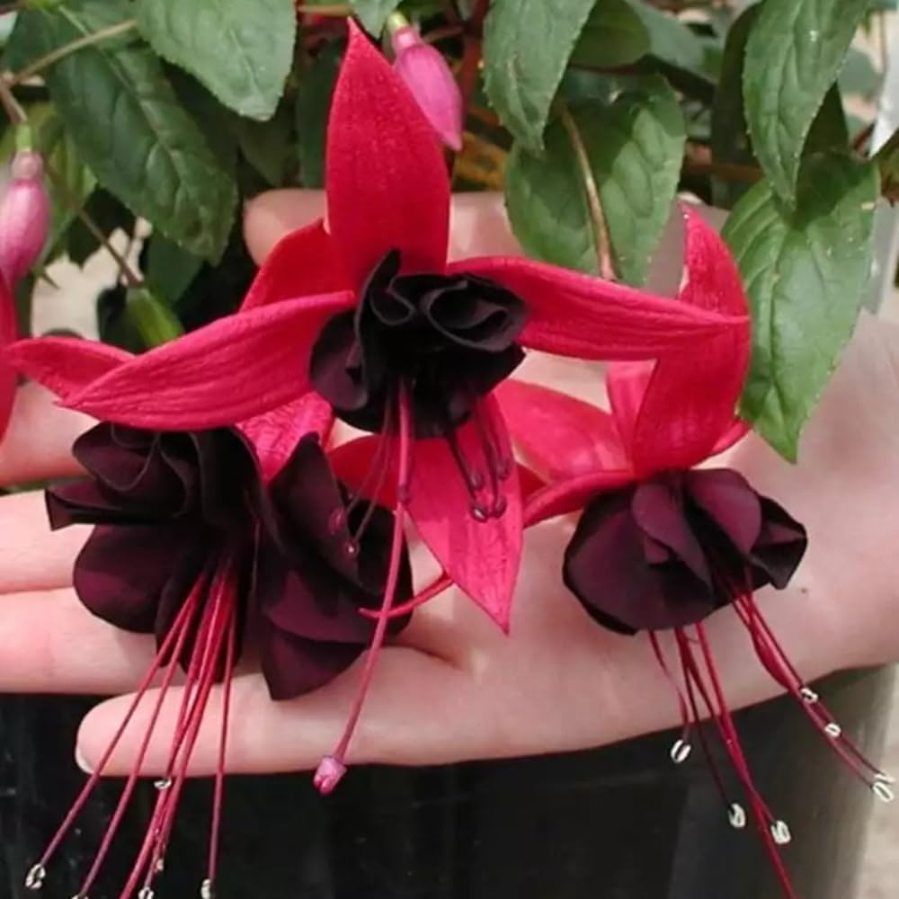 Black Red Fuchsia Plant Live, Fuchsia Flower Plant, Indoor Outdoor Garden Planting, 2-4 Inches Tall