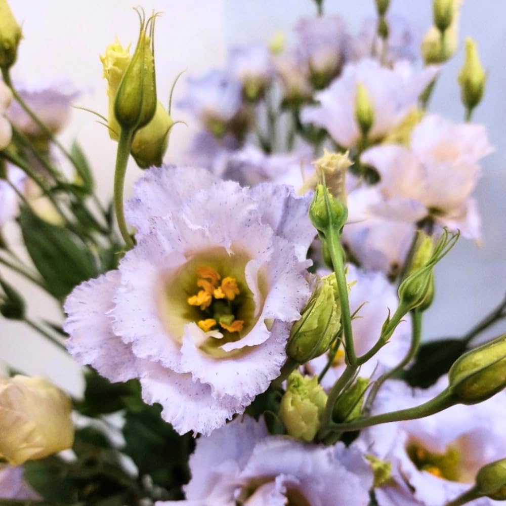 2 Eustoma Lisianthus Live Plants, Lisianthus Flowers Seedlings, 2-3 Inch Tall Well-Rooted Plug, Lisianthus Plants (Pastel Blue Lisianthus)