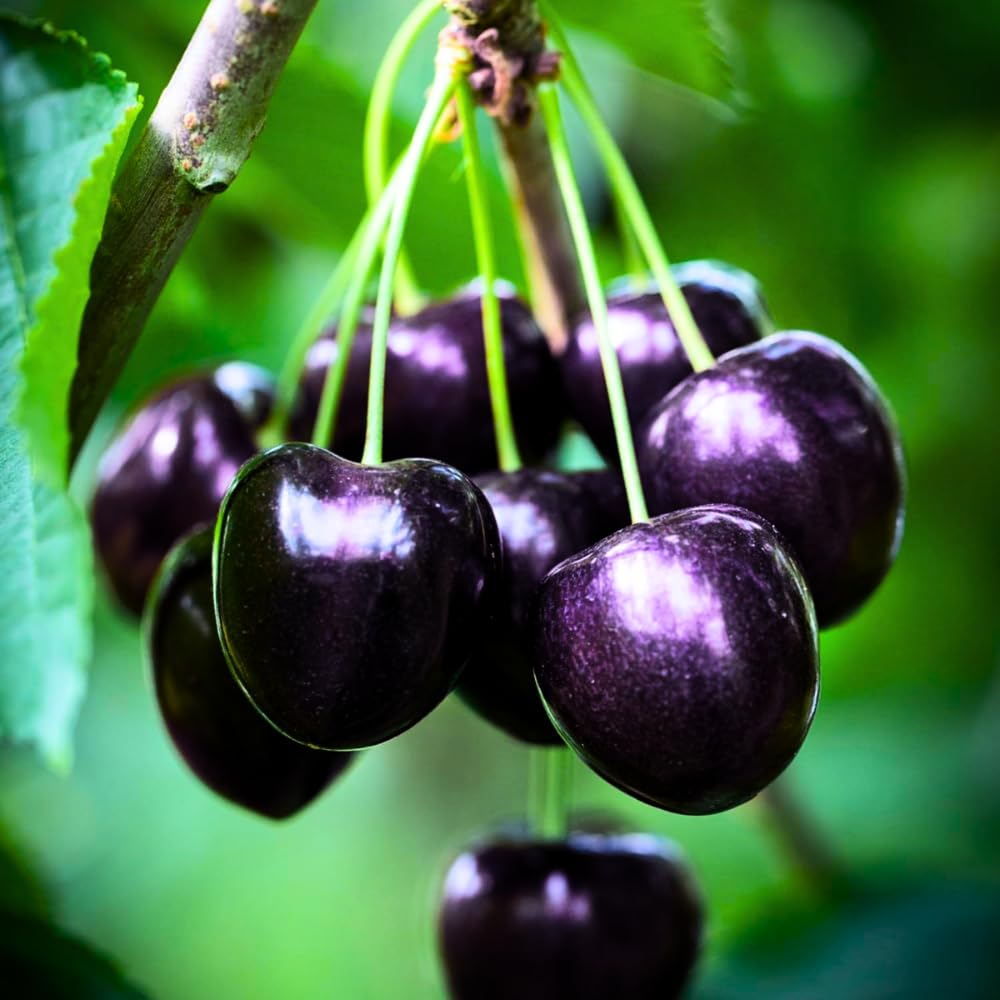Black Cherry Tree Live Plant, 1 Year Old Trees 1-2 Feet Tall, Dormant, Bare Root Sweet Cherry Plant Live, Hardy Fruit Trees for Outdoor Planting