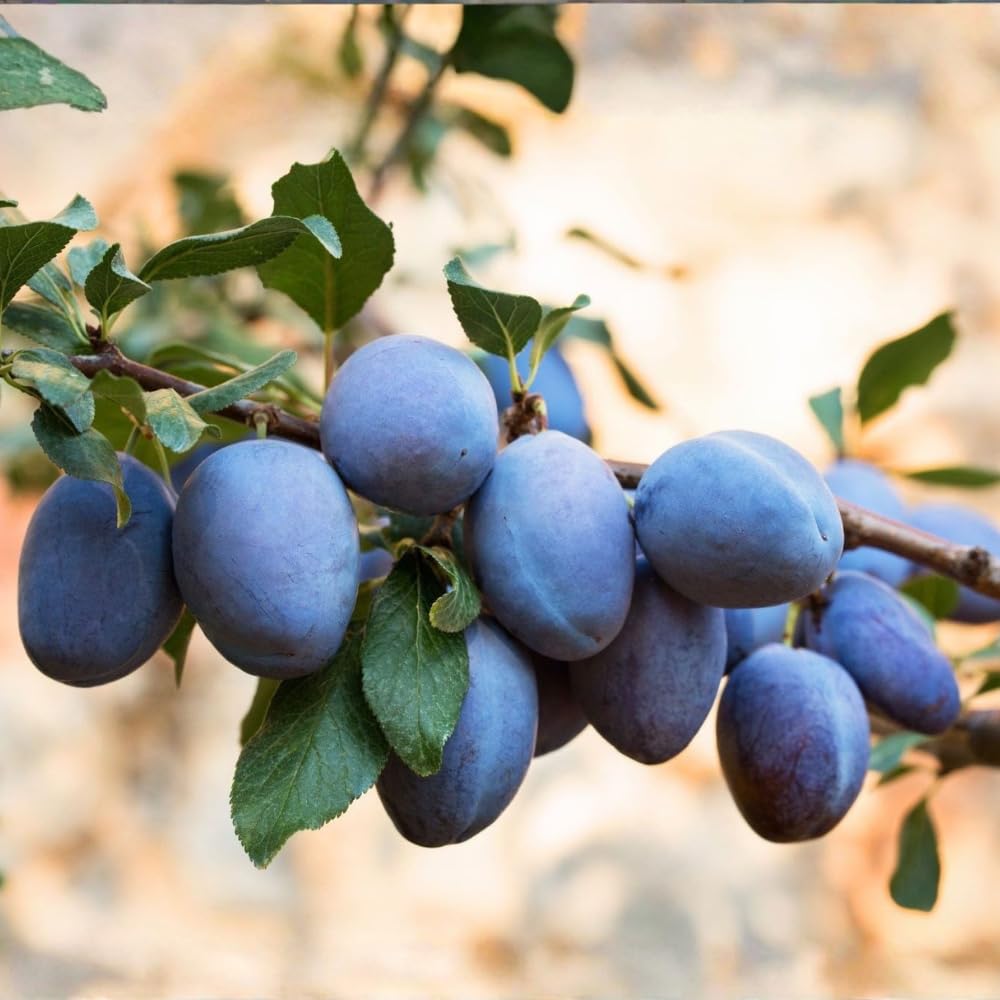 Purple Plum Tree, 3-4 Ft Tall Sweet Plum Trees Live Plants, Cold Hardy Fruit Tree Plant, Bareroot, Dormant