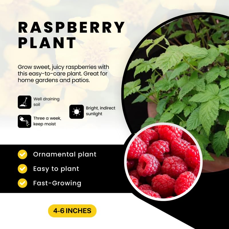 2 Raspberry Plants Live, Red Caroline Raspberry Bush for Planting, 4-7" in Tall, Spring Raspberries Cold Hardy