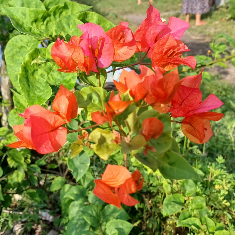 Set 2 Orange Bougainvillea Plants, 5-8" Tropical Bougainvillea Plant Starter, Colorful Perennial Blooms, Live Well Rooted Plant
