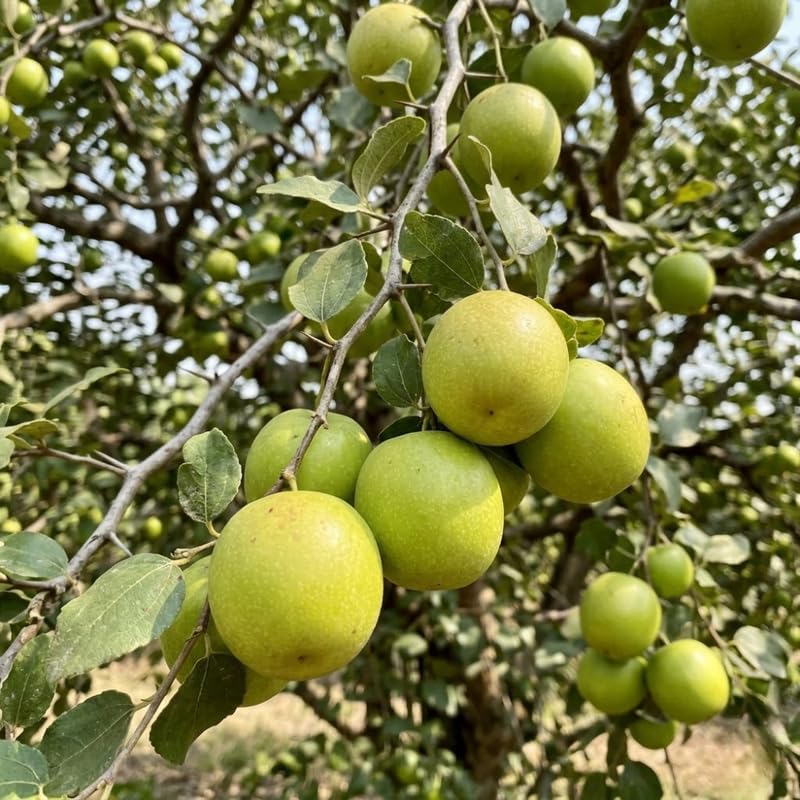 Green Jujube Tree, Jujube Fruit Tree Live Plant, Sweet Fruit, 1-2 Feet Tall in 3 Gallon Pot for Outdoor Planting, No Ship to CA