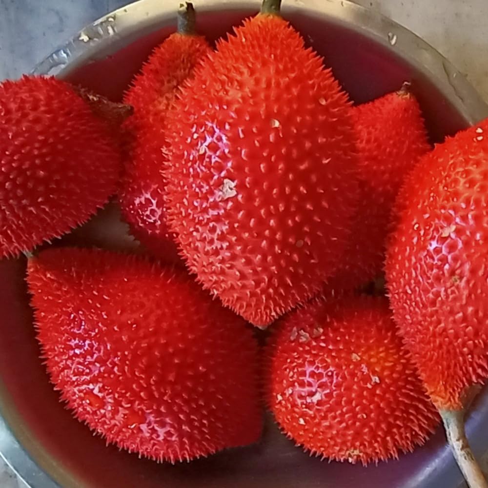 10 Rare Gac Fruit Seeds for Planting, Melon Vine Tropical and Fast-Growing for Outdoor Planting